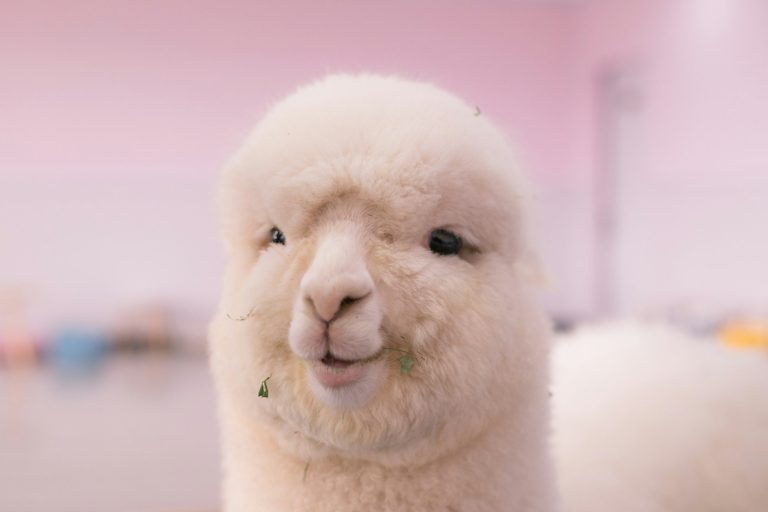 Was ist Baby-Alpakawolle? Ein weißes Baby Alpaka mit einem freundlichen Gesichtsausdruck und kleinen Grasresten im Mund.