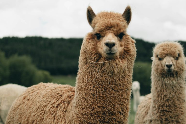 Alpaka Wolle – Die edelste Naturfaser der Anden Zwei Alpakas mit lockigem, beigem Fell in einer grünen Landschaft.