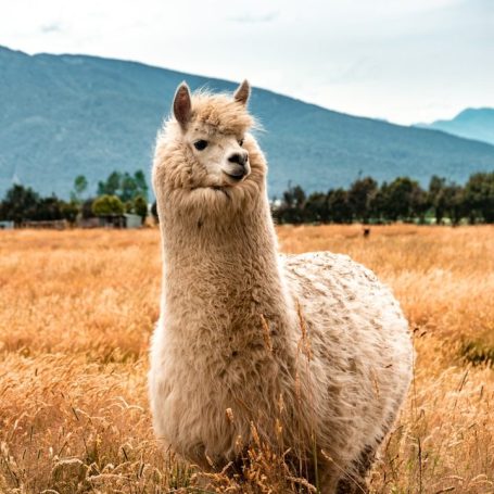 Die Heimat der edelsten Alpakawolle – Peru Ein Alpaka steht in einem Feld mit hohen Gräsern und Bergen im Hintergrund.